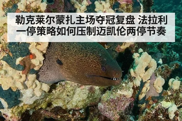 勒克莱尔蒙扎主场夺冠复盘 法拉利一停策略如何压制迈凯伦两停节奏